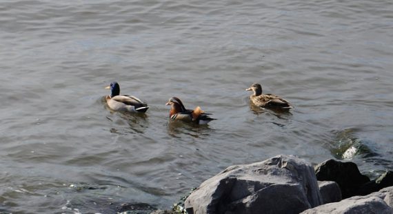 Mandarin duck in the East River