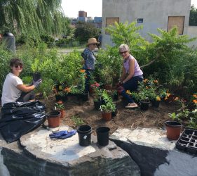 Volunteers install new plants in the shoreline garden