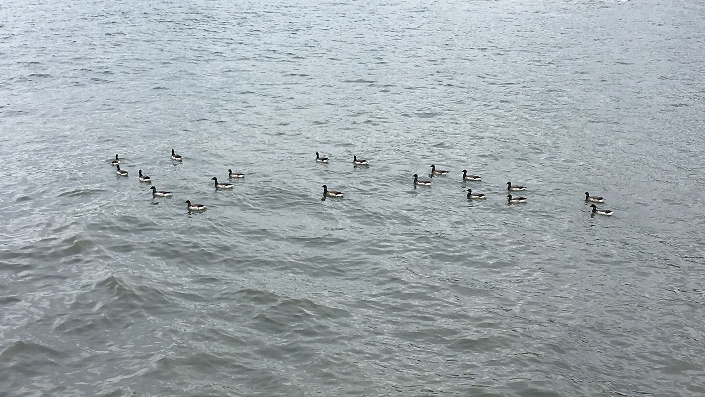 Brant geese in the East River