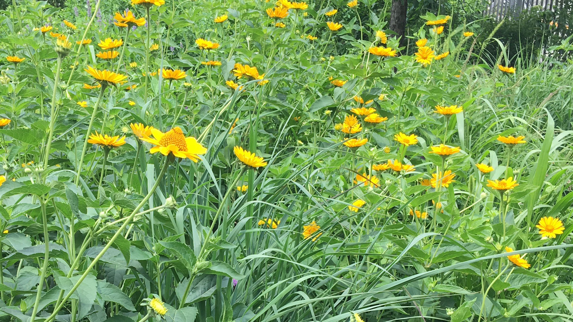 Swamp Sunflowers